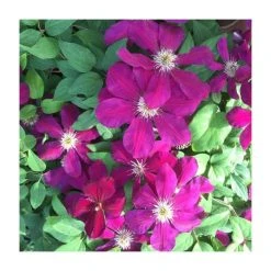 50-90cm Clematis 'Westerplatte' | 3L Pot | Vibrant Red Blooms | Climbing Plant for Gardens