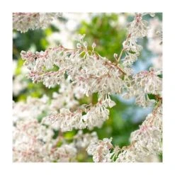 50-90cm Russian Vine (Fallopia Baldschuanicum) | Fast-Growing Climbing Plant | 3L Pot -September Plants Shop PL9448 add image 1 6030