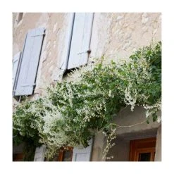50-90cm Russian Vine (Fallopia Baldschuanicum) | Fast-Growing Climbing Plant | 3L Pot