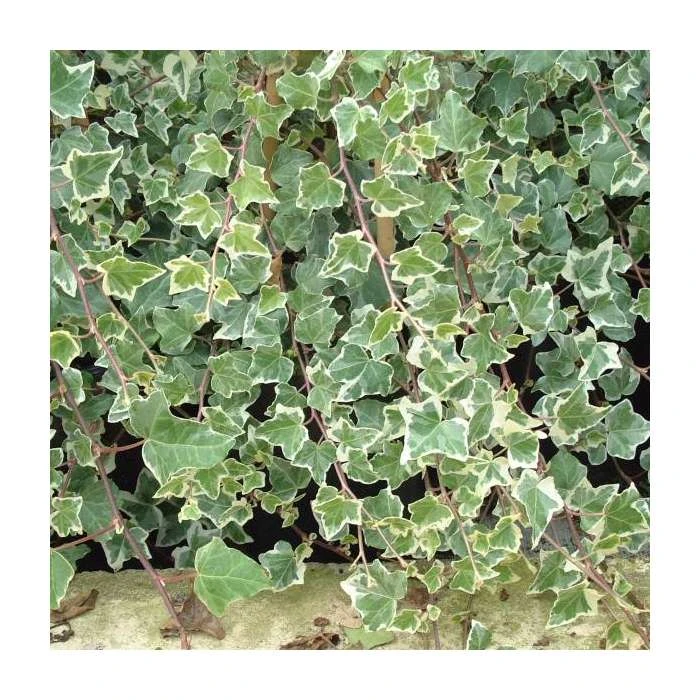 50-90cm Hedera Helix 'Adam' | 3L Pot - Shade-Tolerant Climbing Plant for Gardens 3 50-90cm Hedera Helix 'Adam' | 3L Pot - Shade-Tolerant Climbing Plant for Gardens