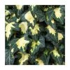 50-90cm Hedera Helix 'Goldheart' | 3L Pot - Climbing Plant for Shade | Easy Care Indoor & Outdoor Ivy -September Plants Shop PL9451 main image 6d95