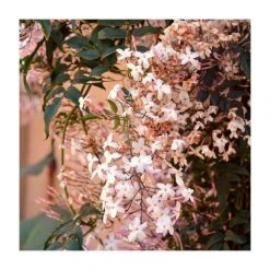 50-90cm Pink Jasmine Plant | Jasmine Stephanense | 3L Pot | Climbing Plants for Shade