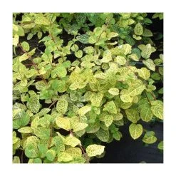 50-90cm Lonicera Japonica 'Aureoreticulata' | 3L Pot - Shade-Tolerant Climbing Plant