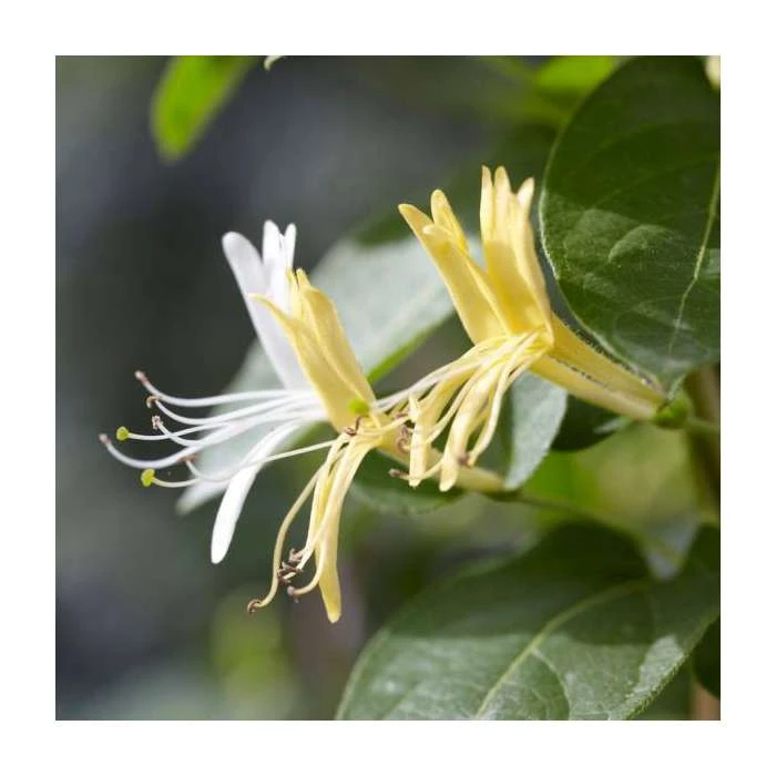 50-90cm Lonicera Japonica 'Hall's Prolific' | 3L Pot - Fast-Growing Climbing Plant for Shade 5 50-90cm Lonicera Japonica 'Hall's Prolific' | 3L Pot - Fast-Growing Climbing Plant for Shade - Image 3