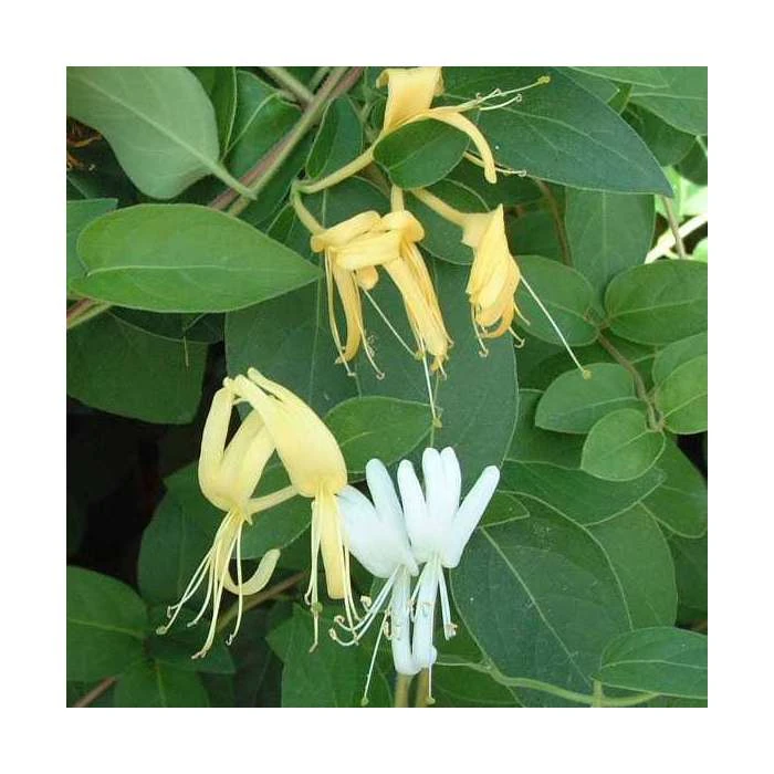 50-90cm Lonicera Japonica 'Hall's Prolific' | 3L Pot - Fast-Growing Climbing Plant for Shade 3 50-90cm Lonicera Japonica 'Hall's Prolific' | 3L Pot - Fast-Growing Climbing Plant for Shade