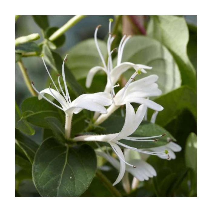 50-90cm Lonicera Japonica 'Hall's Prolific' | 3L Pot - Fast-Growing Climbing Plant for Shade 4 50-90cm Lonicera Japonica 'Hall's Prolific' | 3L Pot - Fast-Growing Climbing Plant for Shade - Image 2
