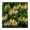 50-90cm Lonicera japonica 'Henryi' | Hardy Climbing Plant | 3L Pot 1 50-90cm Lonicera japonica 'Henryi' | Hardy Climbing Plant | 3L Pot -September Plants Shop PL9457 main image e199