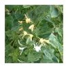 50-90cm Lonicera Japonica 'Mint Crisp' | 3L Pot - Shade-Tolerant Climbing Plant