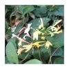 50-90cm Lonicera Japonica 'Purpurea' | 3L Pot | Hardy Climbing Plant for Gardens -September Plants Shop PL9459 main image faae