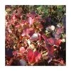 50-90cm Parthenocissus Tricuspidata 'Beverley Brook' | 3L Pot - Fast-Growing Climbing Plant for Shade