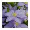 50-90cm Clematis 'Cezanne' | Raymond Evison | 3L Pot | Premium Climbing Plant for Gardens -September Plants Shop PL9471 main image b1f0