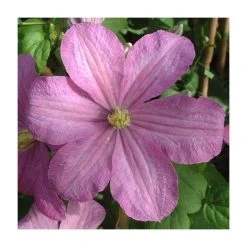 50-90cm Clematis 'Comtesse De Bouchaud' | 3L Pot | Premium Climbing Plant for Gardens
