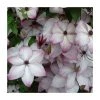 50-90cm Clematis 'Fond Memories' | 3L Pot | Stunning Climbing Plant for Gardens