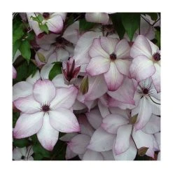 50-90cm Clematis 'Fond Memories' | 3L Pot | Stunning Climbing Plant for Gardens