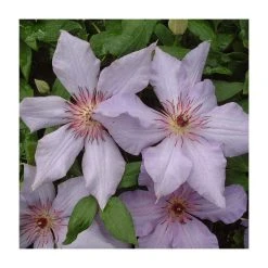 50-90cm Clematis 'The First Lady' | 3L Pot | Premium Climbing Plant for Gardens
