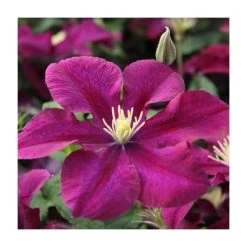 50-90cm Clematis 'Warsaw Nike' | 3L Pot | Vibrant Climbing Plant for Gardens