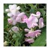 50-90cm Lathyrus latifolius 'Pink' | Everlasting Sweet Pea Climbing Plant | 3L Pot -September Plants Shop PL9489 main image b3ec