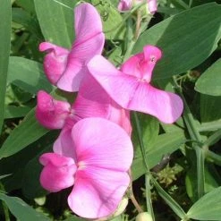 50-90cm Lathyrus latifolius 'Pink' | Everlasting Sweet Pea Climbing Plant | 3L Pot -September Plants Shop PL9489 rollover image 0c79