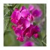 50-90cm Lathyrus latifolius 'Red' | Everlasting Sweet Pea | 3L Pot | Climbing Plants -September Plants Shop PL9490 main image 6695