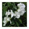 50-90cm Lathyrus latifolius 'White' Everlasting Sweet Pea | 3L Pot | Climbing Plant -September Plants Shop PL9491 main image bdb0