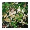 50-90cm Creeping Japanese Honeysuckle (Lonicera japonica 'Repens') - Fast Growing Climbing Plant in 3L Pot -September Plants Shop PL9492 main image c54d