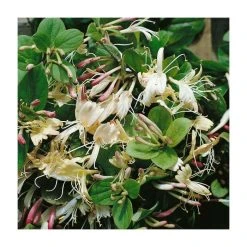 50-90cm Creeping Japanese Honeysuckle (Lonicera japonica 'Repens') - Fast Growing Climbing Plant in 3L Pot