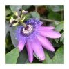 50-90cm Passiflora 'Purple Haze' | Semi-Evergreen Purple Passion Flower | 3L Pot | Climbing Plants -September Plants Shop PL9530 main image 6752