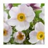 Anemone 'Wild Swan' Perennial Plant | 10.5cm Pot | Hardy Garden Flower -September Plants Shop PL9869 main image b38f
