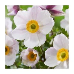 Anemone 'Wild Swan' Perennial Plant | 10.5cm Pot | Hardy Garden Flower