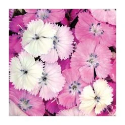 3 x Dianthus Dash F1 Collection Plants | Alpine & Perennial Garden Flowers | 10.5cm Pots -September Plants Shop PL9887 add image 3 fe03