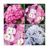 3 x Dianthus Dash F1 Collection Plants | Alpine & Perennial Garden Flowers | 10.5cm Pots -September Plants Shop PL9887 main image 9f1a