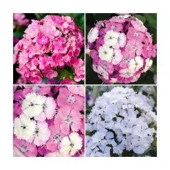 3 x Dianthus Dash F1 Collection Plants | Alpine & Perennial Garden Flowers | 10.5cm Pots