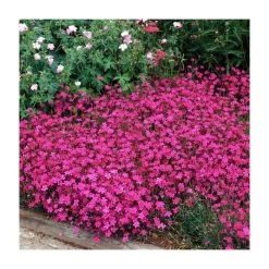 Dianthus deltoides 'Brilliant' | 2L Pot | Hardy Perennial Plant for Vibrant Gardens