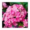 Dianthus barbatus 'Dash F1 Pink' | 10.5cm Pot | Alpine & Perennial Plant 2 Dianthus barbatus 'Dash F1 Pink' | 10.5cm Pot | Alpine & Perennial Plant -September Plants Shop PL9891 main image d271