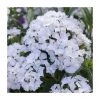 Dianthus barbatus 'Dash F1 White' | Hardy Perennial Alpine Plant | 10.5cm Pot -September Plants Shop PL9892 main image 18d3
