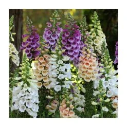 Digitalis purpurea 'Dalmation Mix' | 3 x 2L Pots | Alpine & Perennial Plants