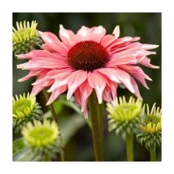 Echinacea 'Flamingo' | 3L Pot - Vibrant Pink Coneflower Perennial Plant