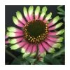 Echinacea 'Choco Green' Perennial Plant | 13cm Pot | Hardy Garden Flower