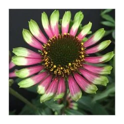 Echinacea 'Choco Green' Perennial Plant | 13cm Pot | Hardy Garden Flower