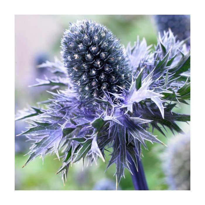 Eryngium 'Blue Hobbit' | 2L Pot | Hardy Perennial Plant for Gardens 3 Eryngium 'Blue Hobbit' | 2L Pot | Hardy Perennial Plant for Gardens