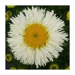 Shasta Daisy 'Real Galaxy' | Leucanthemum superbum | 3L Pot | Perennial Garden Plant