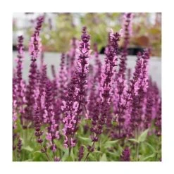 Salvia Sensation Collection | 3 x 10.5cm Pots | Hardy Perennial Plants for Vibrant Gardens -September Plants Shop PL9949 add image 2 3a40