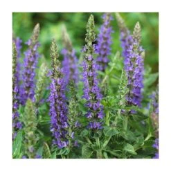 Salvia Sensation Collection | 3 x 10.5cm Pots | Hardy Perennial Plants for Vibrant Gardens -September Plants Shop PL9949 add image 3 e13c