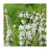 Salvia 'Sensation White' | 10.5cm Pot | Hardy Perennial Plant for Gardens -September Plants Shop PL9953 main image e786