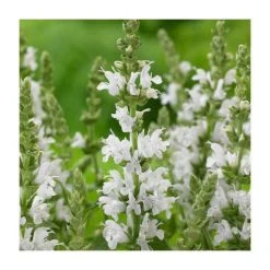 Salvia 'Sensation White' | 10.5cm Pot | Hardy Perennial Plant for Gardens