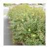 0.6-1.6ft St John's Wort Bare Root Plant | Hypericum Inodorum | Flowering Shrubs