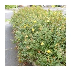 0.6-1.6ft St John's Wort Bare Root Plant | Hypericum Inodorum | Flowering Shrubs